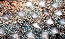 Somniosus microcephalus_001.jpg